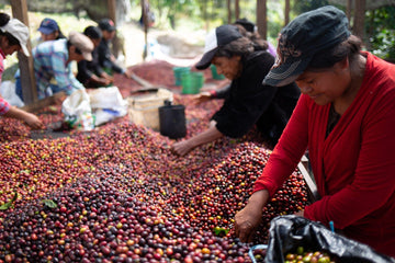 Augmentation du prix Fairtrade : ce que vous devez savoir