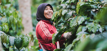 Les femmes dans l’industrie du café