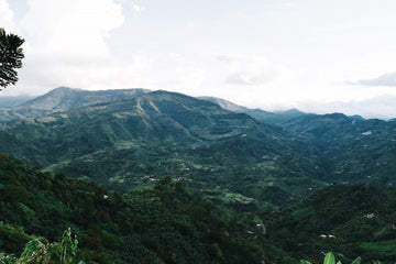 Colombie: les plantations en altitude, qu'est-ce que ça change ?