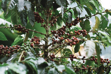 Le café en Colombie, une histoire mouvementée