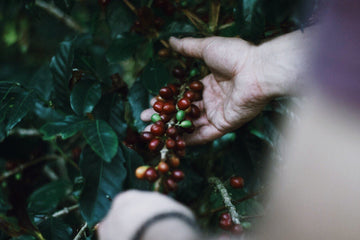 Comment le café colombien est-il devenu une référence mondiale ?