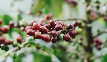 Discussion avec « L’épicerie » sur les défis environnementaux de la chaîne de valeur du café