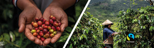La certification équitable (Fairtrade) face à l'inflation du café : est-ce que le consommateur a atteint sa limite?