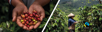 La certification équitable (Fairtrade) face à l'inflation du café : est-ce que le consommateur a atteint sa limite?