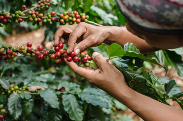 Le caféier: l'état actuel et le futur de la plante
