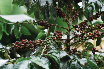 Réduire son empreinte écologique, un café à la fois